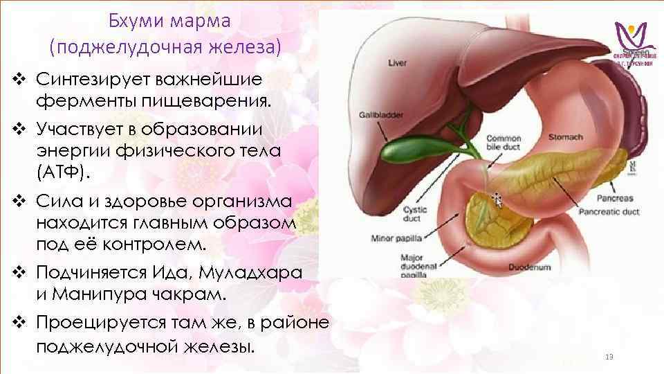 Бхуми марма (поджелудочная железа) v Синтезирует важнейшие ферменты пищеварения. v Участвует в образовании энергии