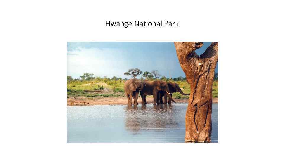 Hwange National Park 