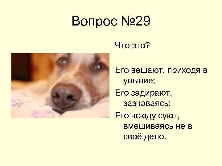 Вопрос № 29 Что это? Его вешают, приходя в уныние; Его задирают, зазнаваясь; Его