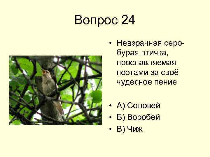 Вопрос 24 • Невзрачная серобурая птичка, прославляемая поэтами за своё чудесное пение • А)