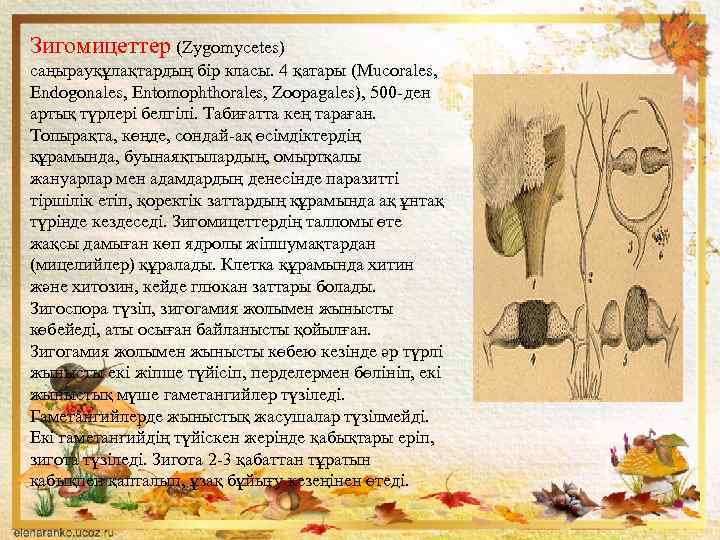 Зигомицеттер (Zygomycetes) саңырауқұлақтардың бір класы. 4 қатары (Mucorales, Endogonales, Entomophthorales, Zoopagales), 500 -ден артық