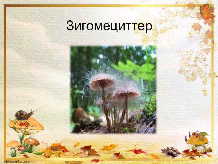 Зигомециттер 