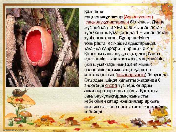Қалталы саңырауқұлақтар (Ascomycetes) – саңырауқұлақтардың бір класы. Дүние жүзінде кең тараған. 30 мыңнан астам