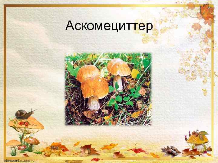 Аскомециттер 