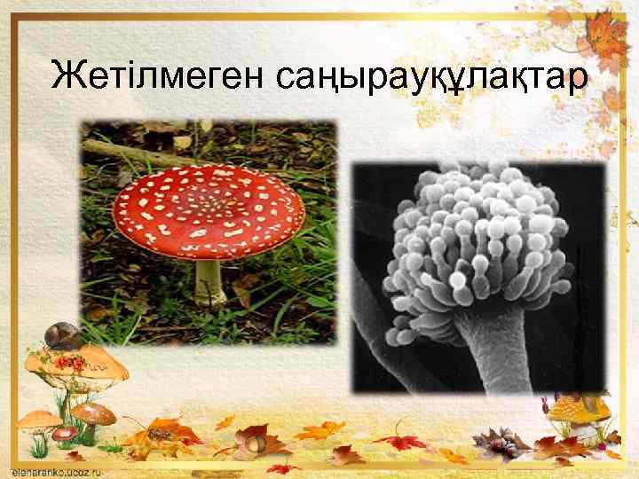 Жетілмеген саңырауқұлақтар 