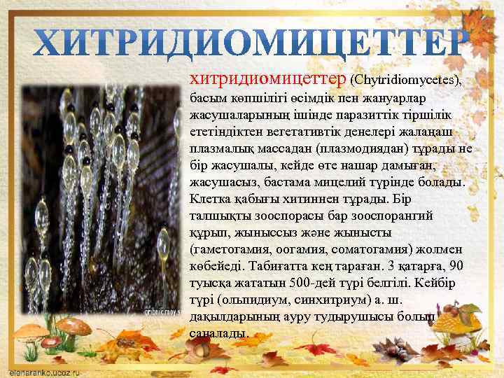хитридиомицеттер (Chytrіdіomycetes), басым көпшілігі өсімдік пен жануарлар жасушаларының ішінде паразиттік тіршілік ететіндіктен вегетативтік денелері