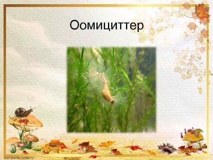 Оомициттер 