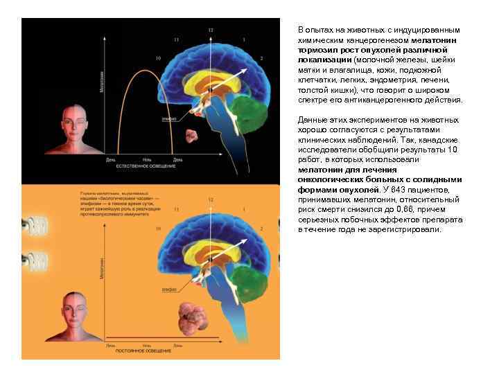 В опытах на животных с индуцированным химическим канцерогенезом мелатонин тормозил рост опухолей различной локализации