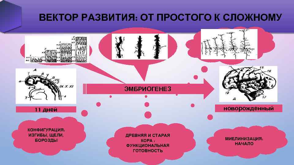 ВЕКТОР РАЗВИТИЯ: ОТ ПРОСТОГО К СЛОЖНОМУ ЭМБРИОГЕНЕЗ новорожденный 11 дней КОНФИГУРАЦИЯ: ИЗГИБЫ, ЩЕЛИ, БОРОЗДЫ