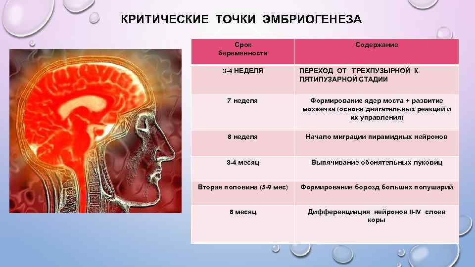 КРИТИЧЕСКИЕ ТОЧКИ ЭМБРИОГЕНЕЗА Срок беременности 3 -4 НЕДЕЛЯ Содержание ПЕРЕХОД ОТ ТРЕХПУЗЫРНОЙ К ПЯТИПУЗАРНОЙ