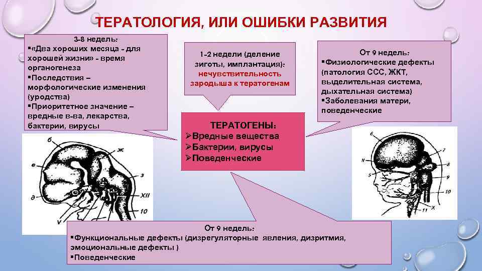 ТЕРАТОЛОГИЯ, ИЛИ ОШИБКИ РАЗВИТИЯ 3 -8 недель: § «Два хороших месяца - для хорошей