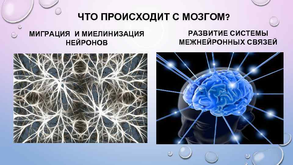 ЧТО ПРОИСХОДИТ С МОЗГОМ? МИГРАЦИЯ И МИЕЛИНИЗАЦИЯ НЕЙРОНОВ РАЗВИТИЕ СИСТЕМЫ МЕЖНЕЙРОННЫХ СВЯЗЕЙ 