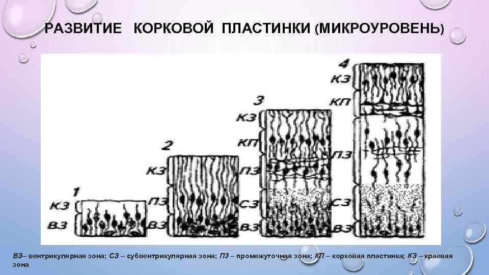 РАЗВИТИЕ КОРКОВОЙ ПЛАСТИНКИ (МИКРОУРОВЕНЬ) ВЗ– вентрикулярная зона; СЗ – субвентрикулярная зона; П 3 –