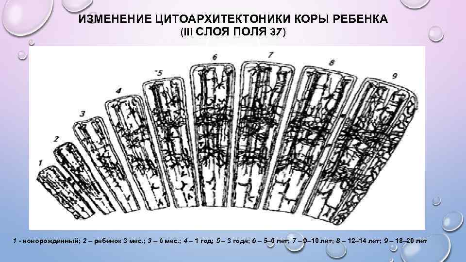 ИЗМЕНЕНИЕ ЦИТОАРХИТЕКТОНИКИ КОРЫ РЕБЕНКА (III СЛОЯ ПОЛЯ 37) 1 - новорожденный; 2 – ребенок