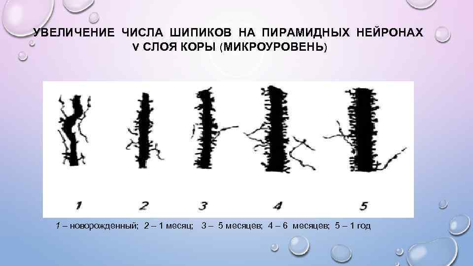 УВЕЛИЧЕНИЕ ЧИСЛА ШИПИКОВ НА ПИРАМИДНЫХ НЕЙРОНАХ V СЛОЯ КОРЫ (МИКРОУРОВЕНЬ) 1 – новорожденный; 2