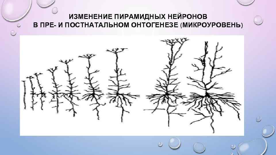 ИЗМЕНЕНИЕ ПИРАМИДНЫХ НЕЙРОНОВ В ПРЕ- И ПОСТНАТАЛЬНОМ ОНТОГЕНЕЗЕ (МИКРОУРОВЕНЬ) 