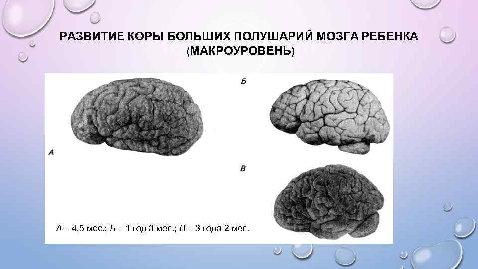 РАЗВИТИЕ КОРЫ БОЛЬШИХ ПОЛУШАРИЙ МОЗГА РЕБЕНКА (МАКРОУРОВЕНЬ) А – 4, 5 мес. ; Б