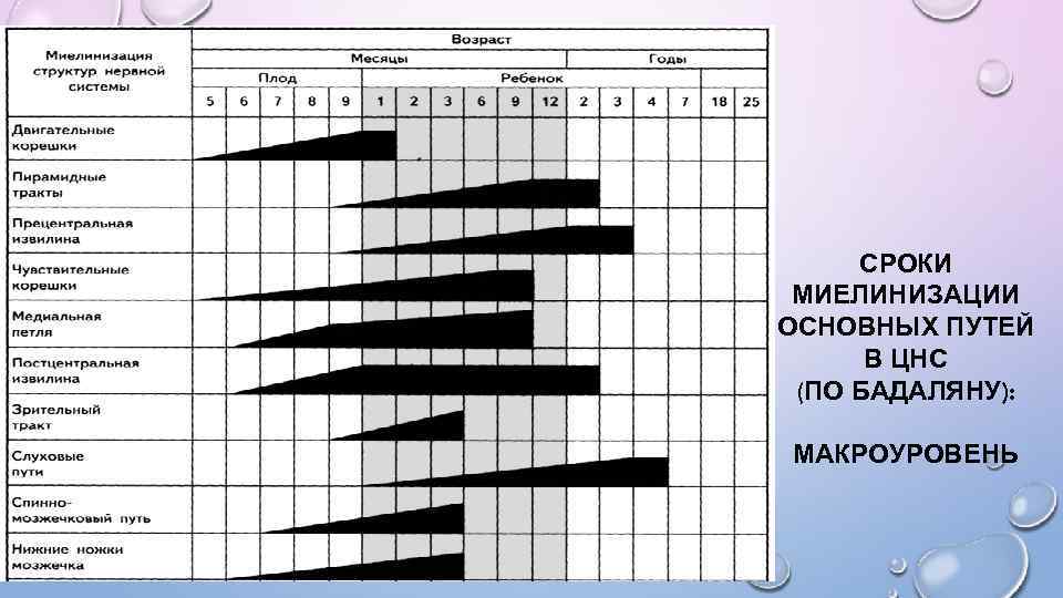 СРОКИ МИЕЛИНИЗАЦИИ ОСНОВНЫХ ПУТЕЙ В ЦНС (ПО БАДАЛЯНУ): МАКРОУРОВЕНЬ 