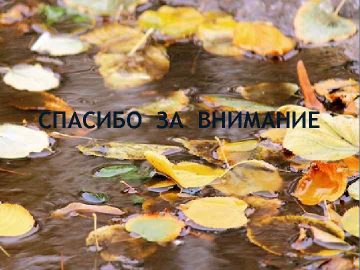 СПАСИБО ЗА ВНИМАНИЕ 