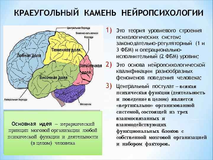 КРАЕУГОЛЬНЫЙ КАМЕНЬ НЕЙРОПСИХОЛОГИИ 1) 2) Это основа нейропсихологической квалификации разнообразных феноменов поведения человека; 3)