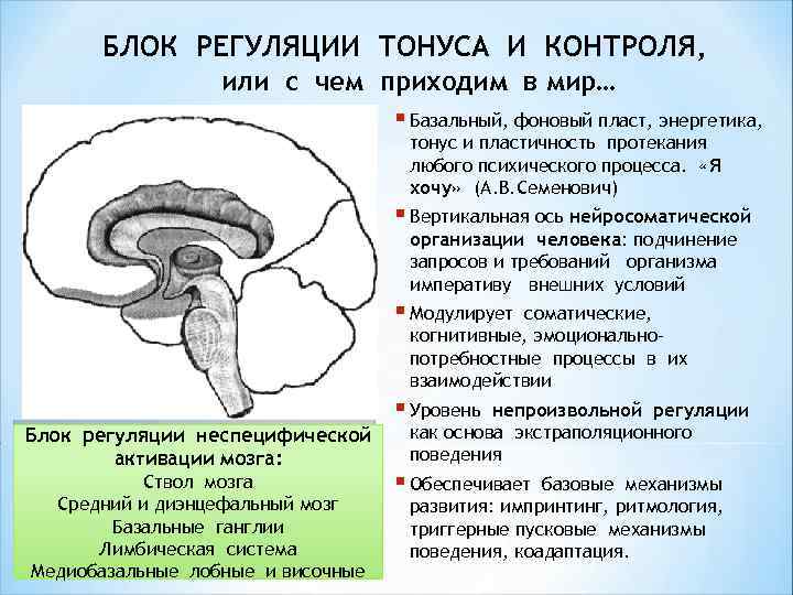 БЛОК РЕГУЛЯЦИИ ТОНУСА И КОНТРОЛЯ, или с чем приходим в мир… § Базальный, фоновый