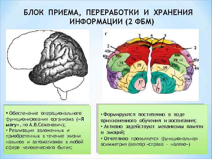 БЛОК ПРИЕМА, ПЕРЕРАБОТКИ И ХРАНЕНИЯ ИНФОРМАЦИИ (2 ФБМ) • Обеспечение операционального функционирования организма (