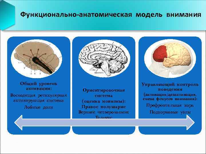 Функционально-анатомическая модель внимания Общий уровень активации: Восходящая ретикулярная активирующая система Лобные доли Ориентировочная система