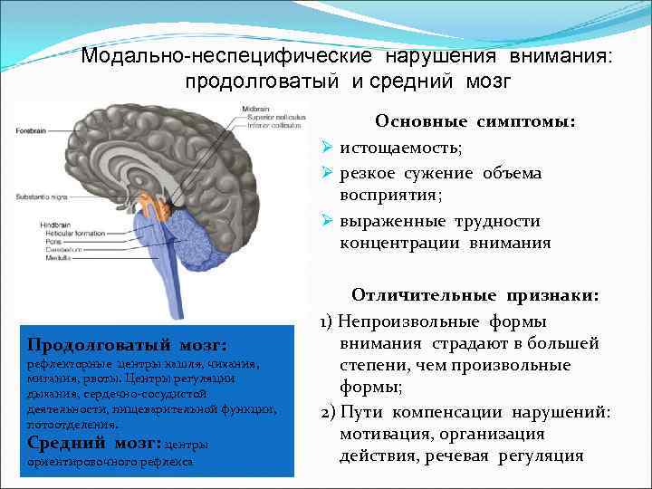 Модально-неспецифические нарушения внимания: продолговатый и средний мозг Основные симптомы: Ø истощаемость; Ø резкое сужение