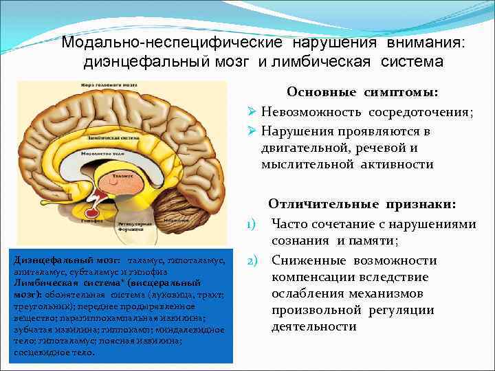 Модально-неспецифические нарушения внимания: диэнцефальный мозг и лимбическая система Основные симптомы: Ø Невозможность сосредоточения; Ø