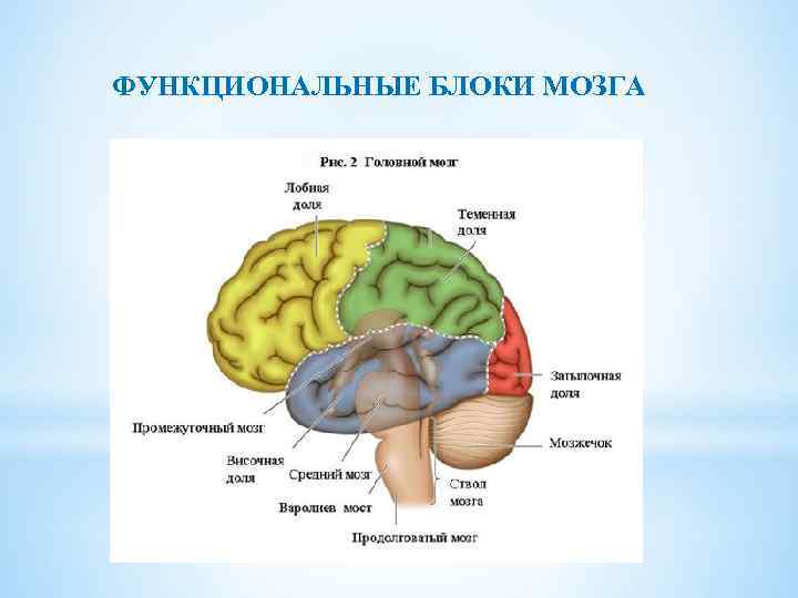 ФУНКЦИОНАЛЬНЫЕ БЛОКИ МОЗГА 