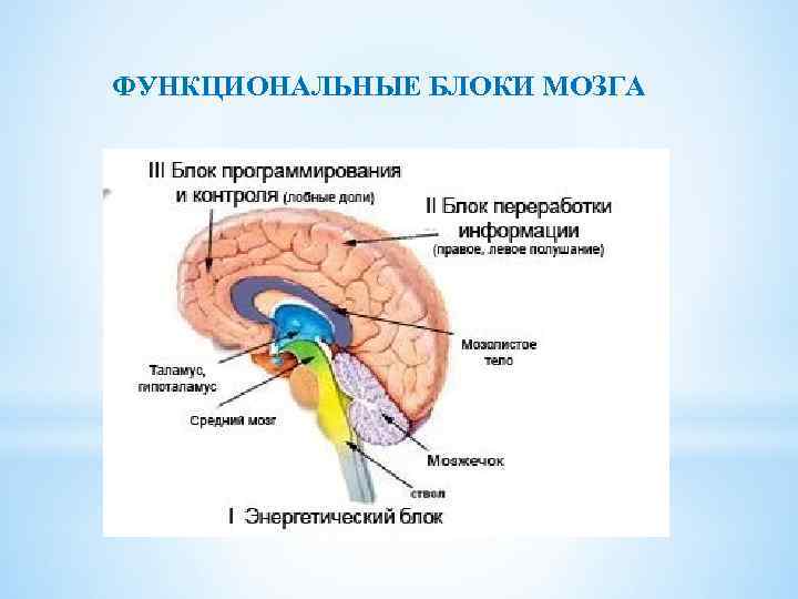 ФУНКЦИОНАЛЬНЫЕ БЛОКИ МОЗГА 