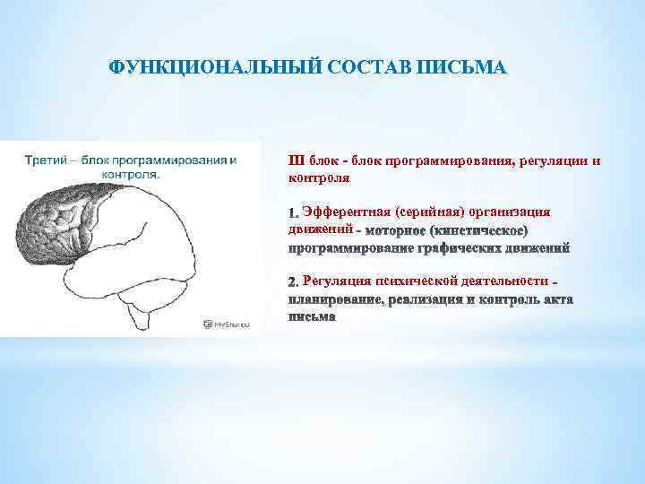 ФУНКЦИОНАЛЬНЫЙ СОСТАВ ПИСЬМА III блок - блок программирования, регуляции и контроля Эфферентная (серийная) организация
