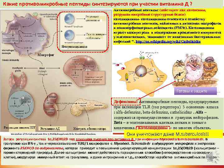 Какие противомикробные пептиды синтезируются при участии витамина Д ? Антимикробные пептиды: (действуют как катепсины,