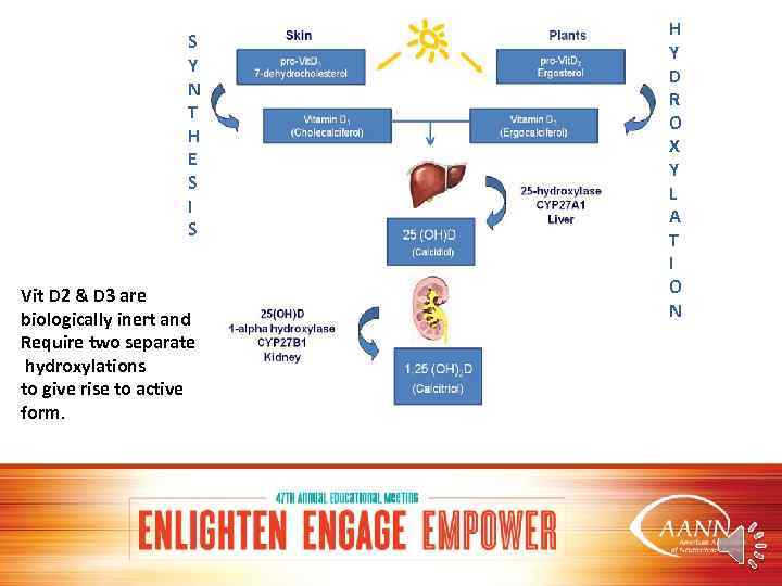 S Y N T H E S I S Vit D 2 & D