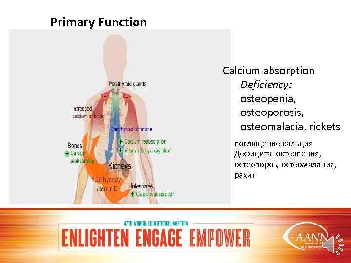 Primary Function Calcium absorption Deficiency: osteopenia, osteoporosis, osteomalacia, rickets поглощение кальция Дефицита: остеопения, остеопороз,
