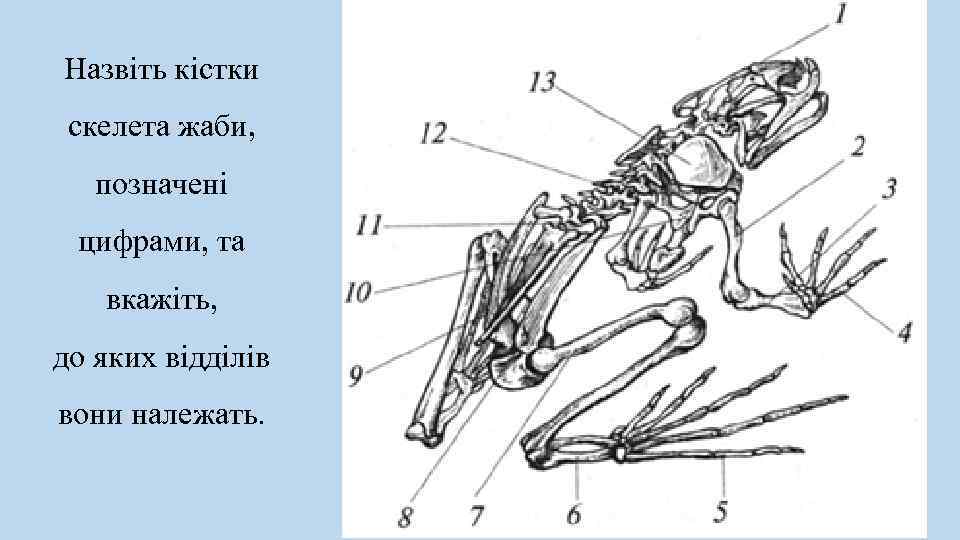 Назвіть кістки скелета жаби, позначені цифрами, та вкажіть, до яких відділів вони належать. 