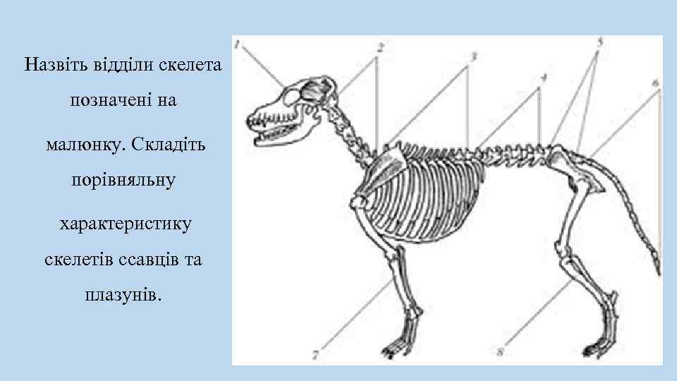 Скелет млекопитающих состоит из 5 отделов. Строение скелета млекопитающих собака. Скелет млекопитающего биология. Кости скелета млекопитающих. Скелет млекопитающего 7 класс биология.