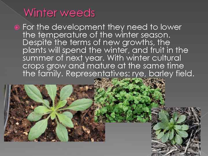 Winter weeds For the development they need to lower the temperature of the winter