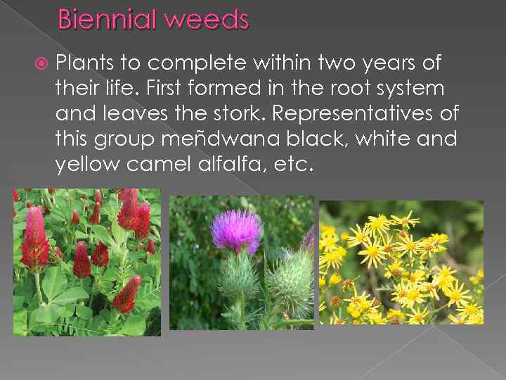 Biennial weeds Plants to complete within two years of their life. First formed in