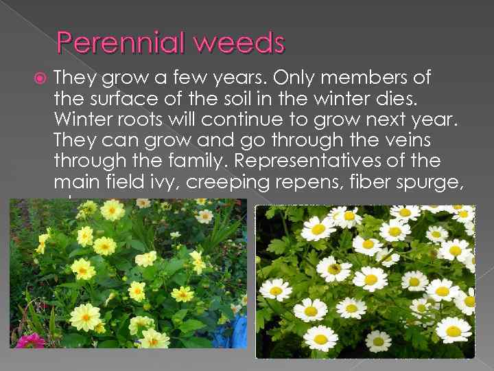 Perennial weeds They grow a few years. Оnly members of the surface of the