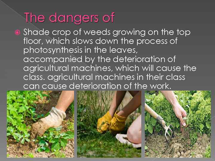 The dangers of Shade crop of weeds growing on the top floor, which slows