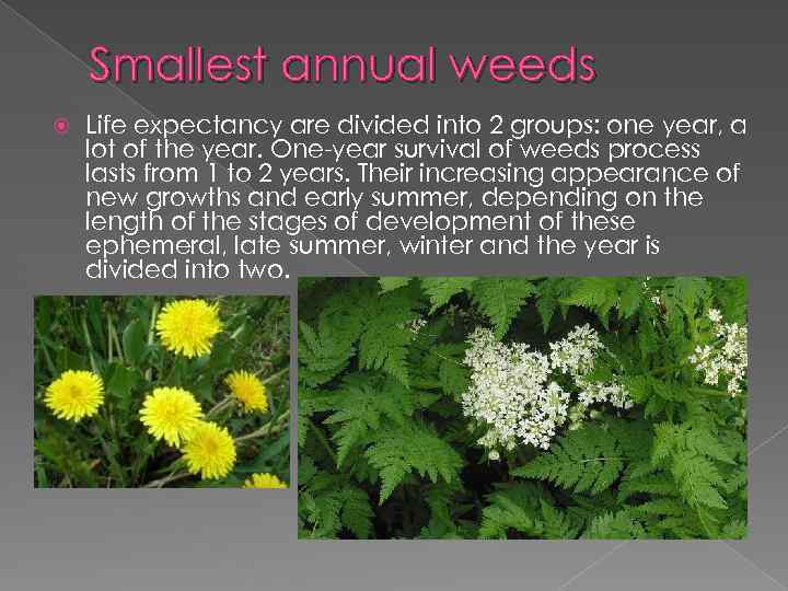 Smallest annual weeds Life expectancy are divided into 2 groups: one year, a lot