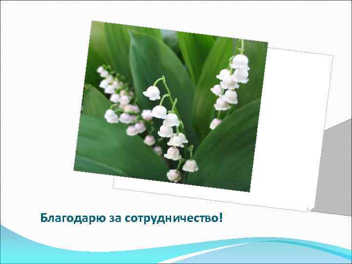 Благодарю за сотрудничество! 