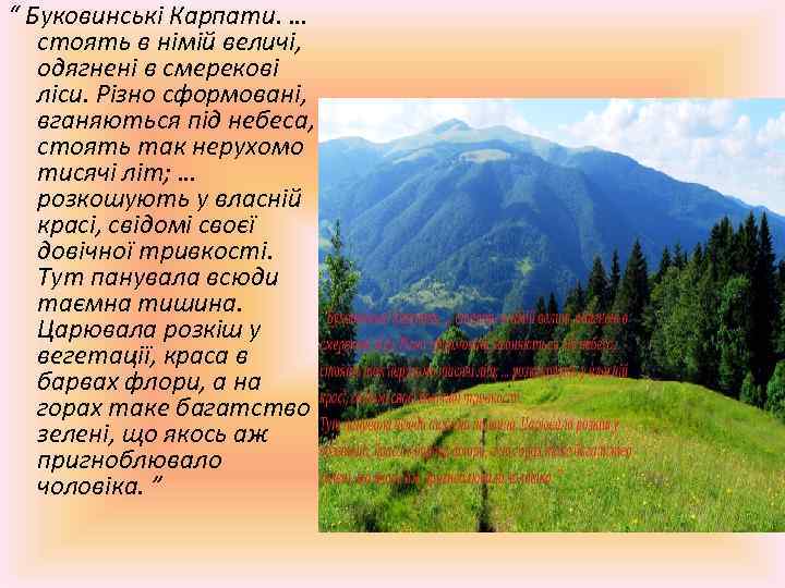 “ Буковинські Карпати. … стоять в німій величі, одягнені в смерекові ліси. Різно сформовані,