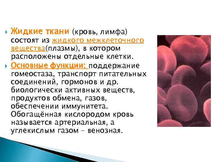  Жидкие ткани (кровь, лимфа) состоят из жидкого межклеточного вещества(плазмы), в котором расположены отдельные