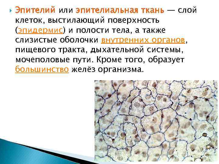  Эпителий или эпителиальная ткань — слой клеток, выстилающий поверхность (эпидермис) и полости тела,