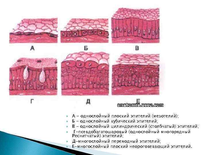  А - однослойный плоский эпителий (мезотелий); Б - однослойный кубический эпителий; В -