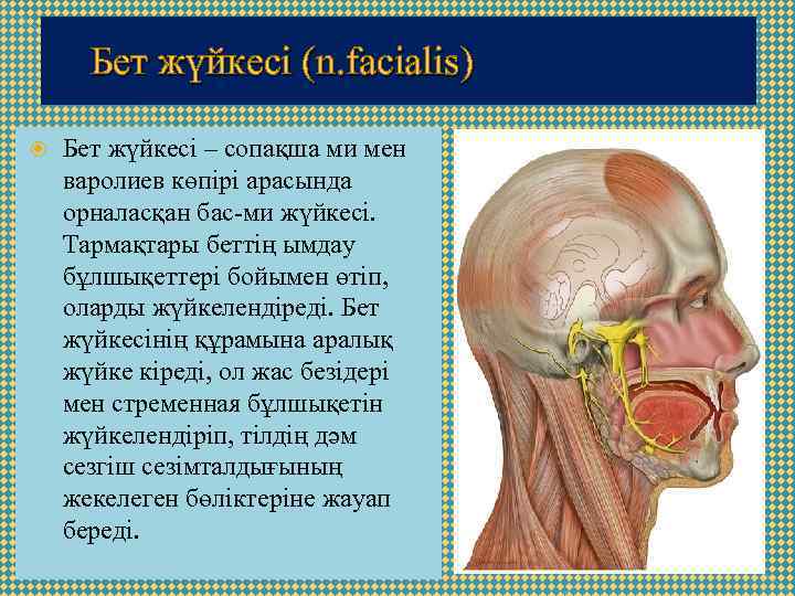 Бет жүйкесі (n. facialis) Бет жүйкесі – сопақша ми мен варолиев көпірі арасында орналасқан