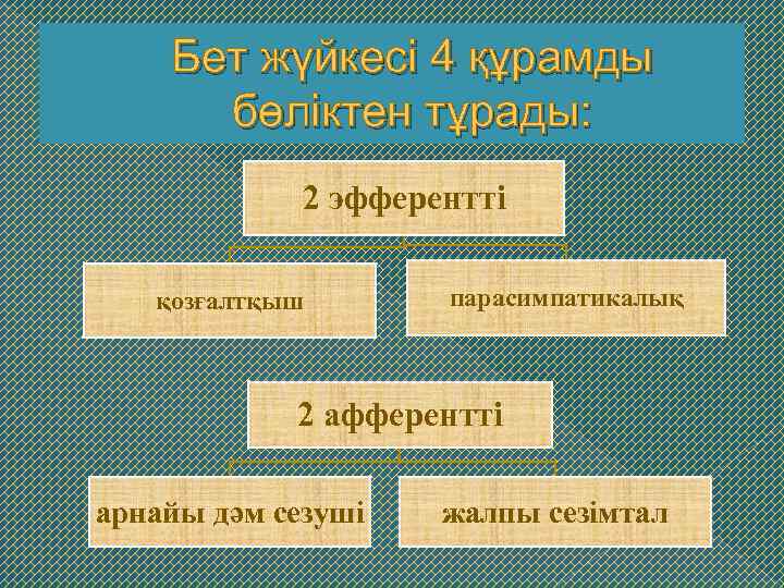 Бет жүйкесі 4 құрамды бөліктен тұрады: 2 эфферентті қозғалтқыш парасимпатикалық 2 афферентті арнайы дәм
