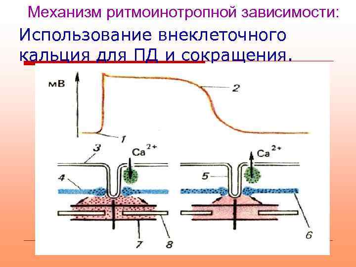 Механизм ритмоинотропной зависимости: Использование внеклеточного кальция для ПД и сокращения. 